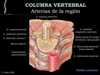 COLUMNA VERTEBRAL
Arterias de la regiónArterias de la región
Visión anterior
F. Netter (MD)
A. espinal posterior
A. espinal anterior
A. radicular anterior
A. radicular posterior
A. medular
(segmento anterior)
Rama hacia el cuerpo
vertebral y duramadre
Rama espinal
A. intercostal posterior
(rama dorsal)
A. intercostal posterior
Anastomosis
paravertebral
AortaAorta
 