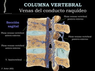 COLUMNA VERTEBRAL
Venas del conducto raquídeoVenas del conducto raquídeo
Plexo venoso vertebral
postero-interno
Sección
sagital
F. Netter (MD)
Plexo venoso vertebral
antero-externo
Plexo venoso vertebral
antero-interno
V. basivertebral
Plexo venoso vertebral
postero-externo
 