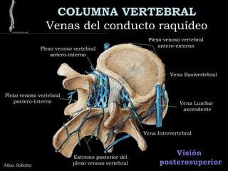 COLUMNA VERTEBRAL
Venas del conducto raquídeoVenas del conducto raquídeo
Atlas Sobotta
Vena Basivertebral
Plexo venoso vertebral
antero-externo
Visión
posterosuperior
Vena Lumbar
ascendente
Vena Intervertebral
Extremo posterior del
plexo venoso vertebral
Plexo venoso vertebral
postero-interno
Plexo venoso vertebral
antero-interno
 