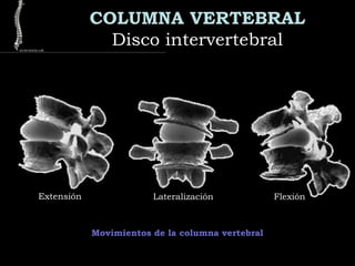 COLUMNA VERTEBRAL
Disco intervertebralDisco intervertebral
Movimientos de la columna vertebral
Extensión Lateralización Flexión
 