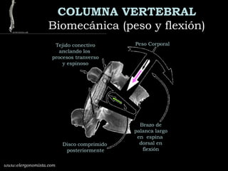 COLUMNA VERTEBRAL
Biomecánica (peso y flexión)Biomecánica (peso y flexión)
www.elergonomista.com
Peso CorporalTejido conectivo
anclando los
procesos tranverso
y espinoso
Brazo de
palanca largo
en espina
dorsal en
flexión
Disco comprimido
posteriormente
 