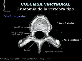 COLUMNA VERTEBRAL
Anatomía de la vértebra tipoAnatomía de la vértebra tipo
Visión superior
Henry Gray (1821–1865).  Anatomy of the Human Body.  1918.
Costal fovea
Pedicle or root of
vertebral arch
Lamina
Superior articular process
Arco Anterior
Arco Posterior
 