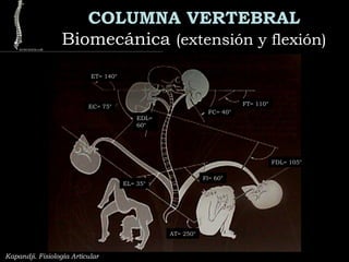 COLUMNA VERTEBRAL
BiomecánicaBiomecánica (extensión y flexión)(extensión y flexión)
Kapandji. Fisiología Articular
FT= 110°
FC= 40°
FDL= 105°
Fl= 60°
AT= 250°
EL= 35°
EC= 75°
EDL=
60°
ET= 140°
 