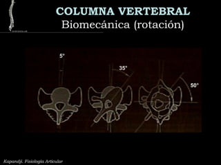 COLUMNA VERTEBRAL
Biomecánica (rotación)Biomecánica (rotación)
Kapandji. Fisiología Articular
5°
35°
50°
 