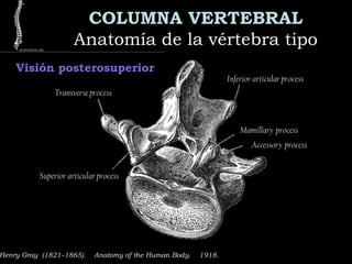 COLUMNA VERTEBRAL
Anatomía de la vértebra tipoAnatomía de la vértebra tipo
Henry Gray (1821–1865).  Anatomy of the Human Body.  1918.
Visión posterosuperior
Transverse process
Superior articular process
Inferior articular process
Mamillary process
Accessory process
 