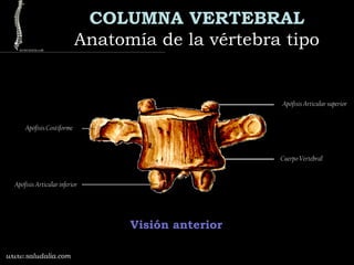 COLUMNA VERTEBRAL
Anatomía de la vértebra tipoAnatomía de la vértebra tipo
www.saludalia.com
Visión anterior
Apófisis Articular inferior
Apófisis Articular superior
Apófisis Costiforme
Cuerpo Vertebral
 