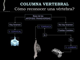 COLUMNA VERTEBRAL
Cómo reconocer una vértebra?Cómo reconocer una vértebra?
Base de las
APÓFISIS TRANSVERSAS
Hay foramen No hay foramen
V. CERVICAL
V. TORÁXICA
V. LUMBAR
Fositas Costales
Si
No
 