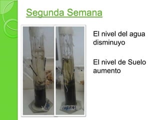Observación Húmeda
Remover dos portaobjetos (uno de la
superficie y otro del fondo). Observar los
microorganismos sin teñi...