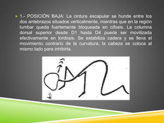  1.- POSICIÓN BAJA: La cintura escapular se hunde entre los
dos antebrazos situados verticalmente, mientras que en la región
lumbar queda fuertemente bloqueada en cifosis. La columna
dorsal superior desde D1 hasta D4 puede ser movilizada
efectivamente en lordosis. Se estabiliza cadera y se lleva el
movimiento contrario de la curvatura; la cabeza se coloca al
mismo lado para inhibirla.
 