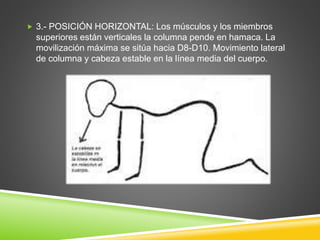  3.- POSICIÓN HORIZONTAL: Los músculos y los miembros
superiores están verticales la columna pende en hamaca. La
movilización máxima se sitúa hacia D8-D10. Movimiento lateral
de columna y cabeza estable en la línea media del cuerpo.
 