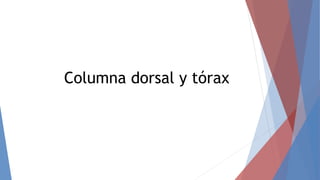 Columna dorsal y tórax
 