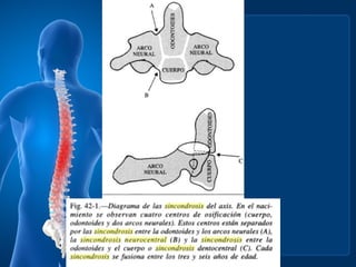 Columna terminamos