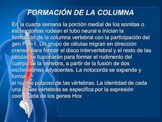 FORMACIÓN DE LA COLUMNA
 