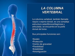 LA COLUMNA
         VERTEBRAL
La columna vertebral, también llamada
raquis o espina dorsal, es una compleja
estructura osteofibrocartilaginosa y
articulada, se encuentra en la parte
dorsal del torso.

Sus principales funciones son:

•Sostén
•Protección
•Centro de gravedad
•Flexibilidad
•Estabilidad
•Amortiguación
 