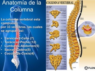 Anatomía de la
  Columna
 