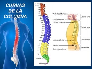 CURVAS
  DE LA
COLUMNA
 