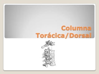 Columna Torácica/Dorsal 