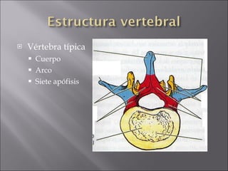 Vértebra típica Cuerpo Arco Siete apófisis 