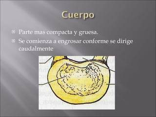 Parte mas compacta y gruesa. Se comienza a engrosar conforme se dirige caudalmente 