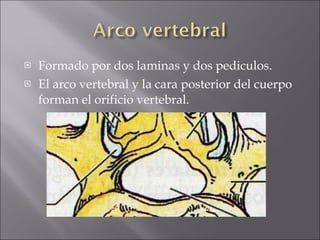 Formado por dos laminas y dos pediculos. El arco vertebral y la cara posterior del cuerpo forman el orificio vertebral. 