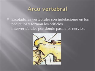 Escotaduras vertebrales son indetaciones en los pediculos y forman los orificios intervertebrales por donde pasan los nervios. 