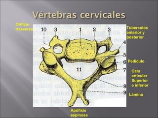 Tuberculos anterior y posterior Pediculo Cara articular  Superior e inferior Lámina Apófisis  espinosa Orificio trasverso 
