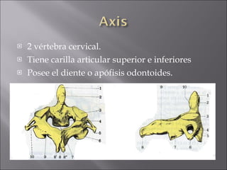 2 vértebra cervical. Tiene carilla articular superior e inferiores Posee el diente o apófisis odontoides. 