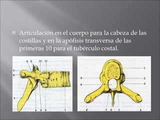 Articulación en el cuerpo para la cabeza de las costillas y en la apófisis transversa de las primeras 10 para el tubérculo costal. 