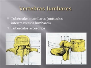 Tubérculos mamilares (músculos intertrasversos lumbares) Tubérculos accesorios 