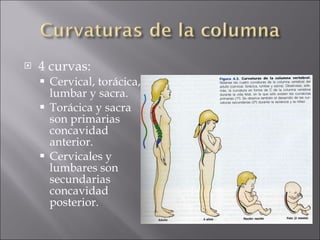 4 curvas: Cervical, torácica, lumbar y sacra. Torácica y sacra son primarias concavidad anterior. Cervicales y lumbares son secundarias concavidad posterior. 