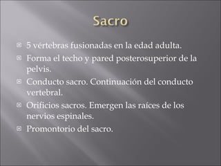5 vértebras fusionadas en la edad adulta. Forma el techo y pared posterosuperior de la pelvis. Conducto sacro. Continuación del conducto vertebral. Orificios sacros. Emergen las raíces de los nervios espinales. Promontorio del sacro. 