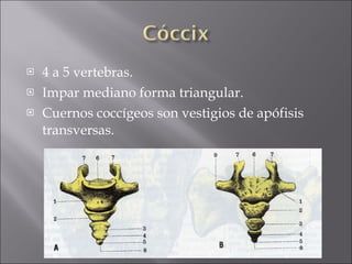 4 a 5 vertebras. Impar mediano forma triangular. Cuernos coccígeos son vestigios de apófisis transversas. 