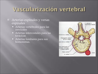 Arterias espinales y venas espinales Arterias vertebrales para las cervicales Arterias intercostales para las torácicas Arterias lumbares para sus homonimas. 