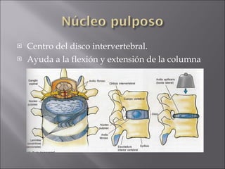 Centro del disco intervertebral. Ayuda a la flexión y extensión de la columna 