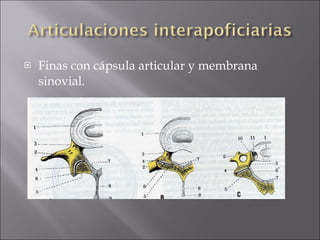 Finas con cápsula articular y membrana sinovial. 