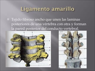 Tejido fibroso ancho que unen las laminas posteriores de una vértebra con otra y forman la pared posterior del conducto vertebral. 