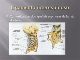 Comunican las dos apófisis espinosas de la raíz al vértice. 
