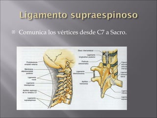 Comunica los vértices desde C7 a Sacro. 