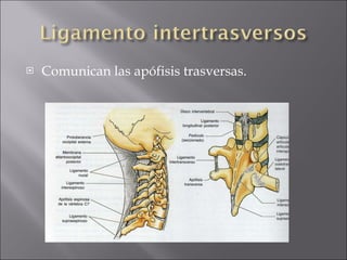 Comunican las apófisis trasversas. 