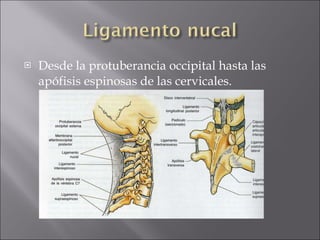 Desde la protuberancia occipital hasta las apófisis espinosas de las cervicales. 