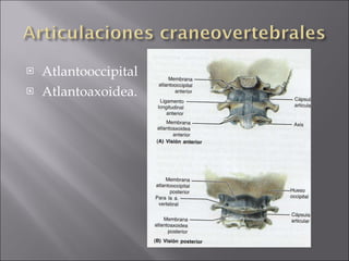 Atlantooccipital Atlantoaxoidea. 