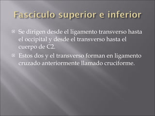 Se dirigen desde el ligamento transverso hasta el occipital y desde el transverso hasta el cuerpo de C2. Estos dos y el transverso forman en ligamento cruzado anteriormente llamado cruciforme. 