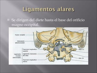 Se dirigen del diete hasta el base del orificio magno occipital. 