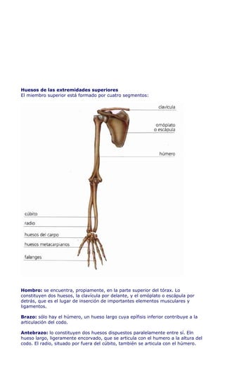 Huesos de las extremidades superiores
El miembro superior está formado por cuatro segmentos:




Hombro: se encuentra, propiamente, en la parte superior del tórax. Lo
constituyen dos huesos, la clavícula por delante, y el omóplato o escápula por
detrás, que es el lugar de inserción de importantes elementos musculares y
ligamentos.

Brazo: sólo hay el húmero, un hueso largo cuya epífisis inferior contribuye a la
articulación del codo.

Antebrazo: lo constituyen dos huesos dispuestos paralelamente entre sí. Eln
hueso largo, ligeramente encorvado, que se articula con el humero a la altura del
codo. El radio, situado por fuera del cúbito, también se articula con el húmero.
 