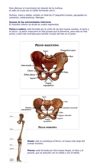 Para efectuar el movimiento de rotación de la muñeca,
el radio se cruza con el cúbito formando una X.

Muñeca, mano y dedos: existen un total de 27 pequeños huesos, agrupados en
carpianos, metacarpianos, falanges.

Huesos de las extremidades inferiores
El miembro inferior se divide en cuatro segmentos:

Pelvis o cadera: está formada por la unión de los dos huesos coxales, el sacro y
el cóccix. La pelvis masculina es más gruesa que la femenina, pero esta es más
ancha y está más inclinada para facilitar el paso del feto en el parto.




                  Muslo: sólo lo constituye el fémur, el hueso más largo del
                  cuerpo humano.


                  Pierna: está formada por dos huesos largos, la tibia y el
                  peroné, que se articulan con la rodilla y con el tobillo.
 