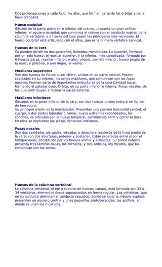 Dos prolongaciones a cada lado, las alas, que forman parte de las órbitas y de la
base craneana.

Hueso occipital
Situado en la parte posterior e inferior del cráneo, presenta un gran orificio
inferior, el agujero occipital, que comunica el cráneo con el conducto espinal de la
columna vertebral, y a través del cual pasan las principales vías nerviosas. El
hueso occipital está articulado con el atlas, que es la primera vértebra cervical.

Huesos de la cara
Se pueden dividir en dos porciones, llamadas mandíbulas. La superior, formada
por un solo hueso, el maxilar superior, y la inferior, más complicada, formada por
6 huesos pares, maxilar inferior, malar, unguis, cornete inferior, hueso propio de
la nariz, y palatino, y uno impar, el vómer.

Maxilares superiores
Son dos huesos de forma cuadrilátera, unidos en su parte central. Poseen
cavidades en su interior, los senos maxilares, que comunican con las fosas
nasales. Forman parte de importantes estructuras de la cara Cavidad bucal,
formando el paladar óseo. Órbita, en su parte inferior e interna. Fosas nasales, de
las que contribuyen a formar la pared externa.

Maxilares inferiores
Situados en la parte inferior de la cara, son dos huesos unidos entre sí en forma
de herradura.
Su principal misión es la masticaci6n. Presentan una porción horizontal central, el
cuerpo, y dos partes laterales o ramas, cuyos extremos redondeados, los
cóndilos, se articulan con el hueso temporal, permitiendo abrir y cerrar la boca.
En ellos se implantan las piezas dentarias inferiores.

Fosas nasales
Son dos cavidades alargadas, situadas a derecha e izquierda de la línea media de
la cara, con dos aberturas, anterior y posterior. Están separadas entre sí por el
tabique nasal, constituido por los huesos vómer y etmoides. Su pared externa
presenta tres láminas óseas, los cornetes, y tres orificios, los meatos, que las
comunican con los senos.




Huesos de la columna vertebral
La columna vertebral, el eje o soporte de nuestro cuerpo, está formada por 33 o
34 vértebras, elementos óseos superpuestos en forma regular. Las vértebras, que
en su conjunto delimitan el conducto raquídeo, donde se aloja la médula espinal,
presentan un agujero central y unas pequeñas protuberancias, las apófisis, en
donde se unen los músculos.
 