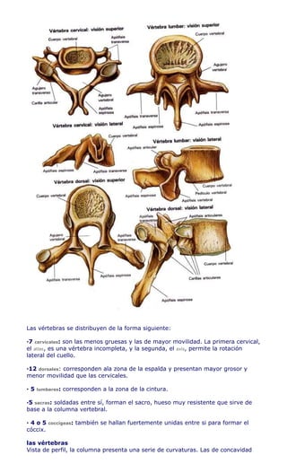Las vértebras se distribuyen de la forma siguiente:

·7 cervicales: son las menos gruesas y las de mayor movilidad. La primera cervical,
el atlas, es una vértebra incompleta, y la segunda, el axis, permite la rotación
lateral del cuello.

·12 dorsales: corresponden ala zona de la espalda y presentan mayor grosor y
menor movilidad que las cervicales.

·5   lumbares:   corresponden a la zona de la cintura.

·5 sacras: soldadas entre sí, forman el sacro, hueso muy resistente que sirve de
base a la columna vertebral.

·4o5      coccígeas:   también se hallan fuertemente unidas entre si para formar el
cóccix.

las vértebras
Vista de perfil, la columna presenta una serie de curvaturas. Las de concavidad
 