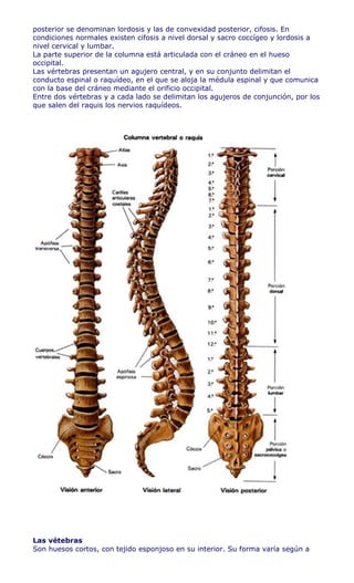 posterior se denominan lordosis y las de convexidad posterior, cifosis. En
condiciones normales existen cifosis a nivel dorsal y sacro coccígeo y lordosis a
nivel cervical y lumbar.
La parte superior de la columna está articulada con el cráneo en el hueso
occipital.
Las vértebras presentan un agujero central, y en su conjunto delimitan el
conducto espinal o raquídeo, en el que se aloja la médula espinal y que comunica
con la base del cráneo mediante el orificio occipital.
Entre dos vértebras y a cada lado se delimitan los agujeros de conjunción, por los
que salen del raquis los nervios raquídeos.




Las vétebras
Son huesos cortos, con tejido esponjoso en su interior. Su forma varía según a
 
