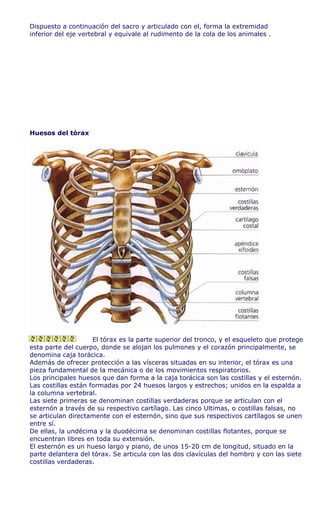 Dispuesto a continuación del sacro y articulado con el, forma la extremidad
inferior del eje vertebral y equivale al rudimento de la cola de los animales .




Huesos del tórax




                     El tórax es la parte superior del tronco, y el esqueleto que protege
esta parte del cuerpo, donde se alojan los pulmones y el corazón principalmente, se
denomina caja torácica.
Además de ofrecer protección a las vísceras situadas en su interior, el tórax es una
pieza fundamental de la mecánica o de los movimientos respiratorios.
Los principales huesos que dan forma a la caja torácica son las costillas y el esternón.
Las costillas están formadas por 24 huesos largos y estrechos; unidos en la espalda a
la columna vertebral.
Las siete primeras se denominan costillas verdaderas porque se articulan con el
esternón a través de su respectivo cartílago. Las cinco Ultimas, o costillas falsas, no
se articulan directamente con el esternón, sino que sus respectivos cartílagos se unen
entre sí.
De ellas, la undécima y la duodécima se denominan costillas flotantes, porque se
encuentran libres en toda su extensión.
El esternón es un hueso largo y piano, de unos 15-20 cm de longitud, situado en la
parte delantera del tórax. Se articula con las dos clavículas del hombro y con las siete
costillas verdaderas.
 