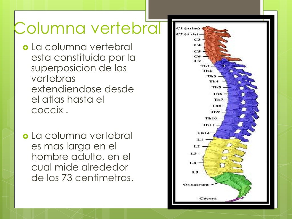 La Columna Vertebral In English – RRSWP